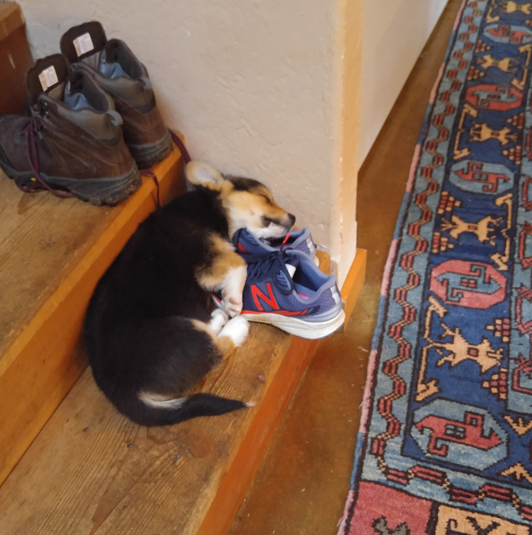 Puppy Kebab sleeping on Mama's shoes