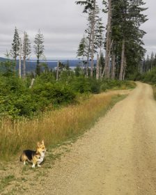 Kebab the Corgi on a wilderness road in south Washington State