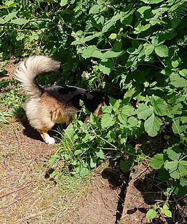 corgi tail in the bushes