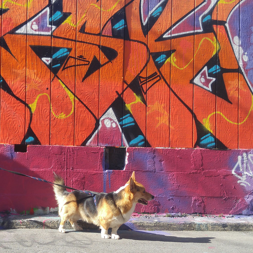 Kebab the Corgi in front of graffiti in an alley of San Francisco